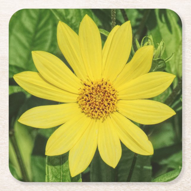 Helianthus 'Lemon Queen' Sunflower Square Paper Coaster (Front)