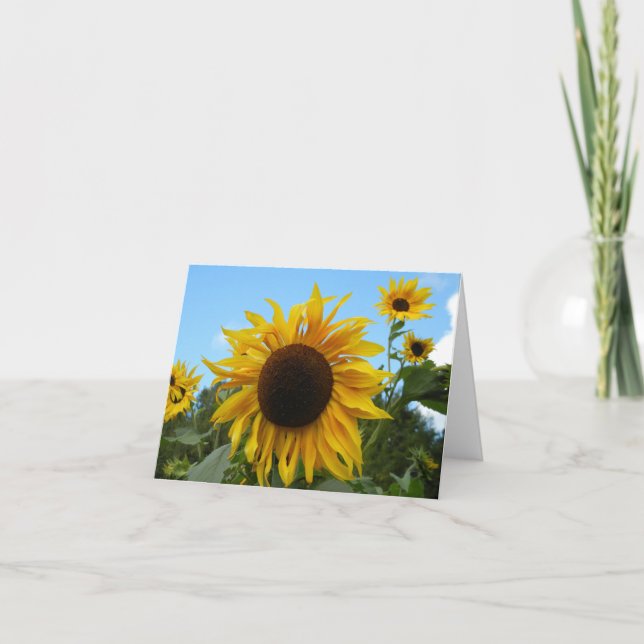 Helianthus (Sunflower) in Scotland card (blank) (Front)