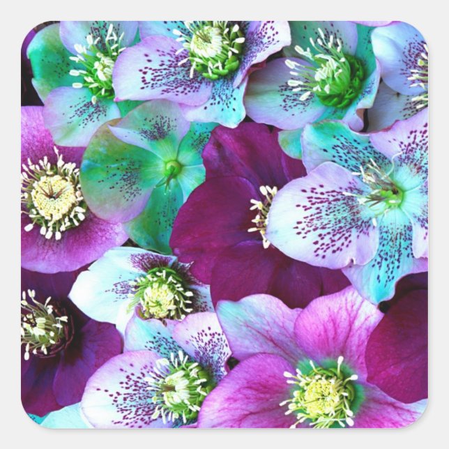Heliborus pattern of winter blooming flower, square sticker (Front)