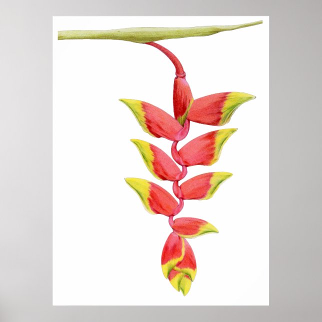 Heliconia Branch Poster (Front)