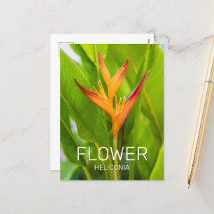 Heliconia Flowers Botanical Plant Garden Design Holiday Postcard
