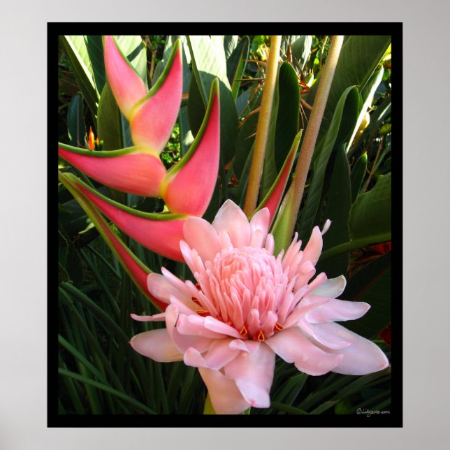 Heliconia Pink Torch Ginger Hawaiian Poster Prints (Front)