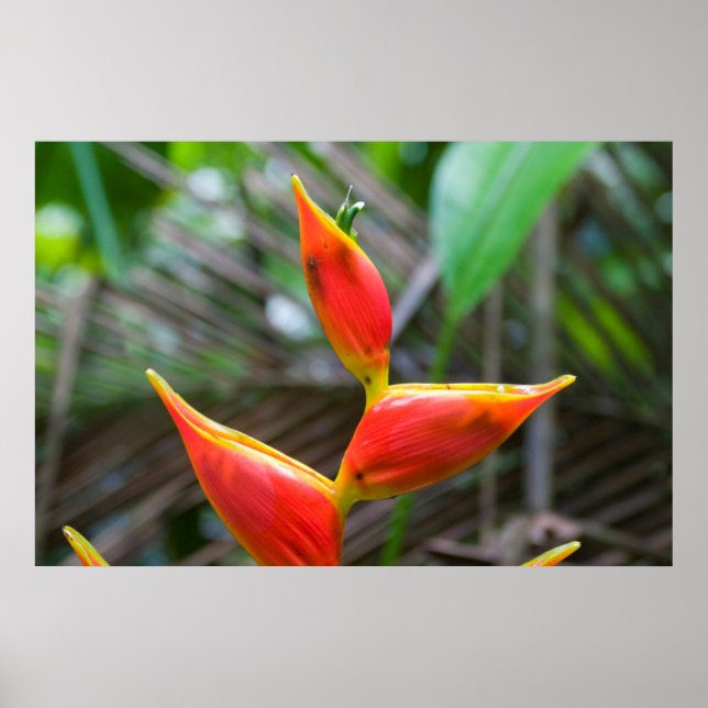 Heliconia Plant, Iquitos, Maynas, Peru Poster (Front)