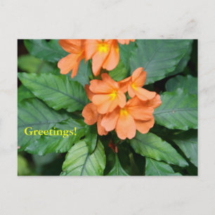Heliconia Postcard