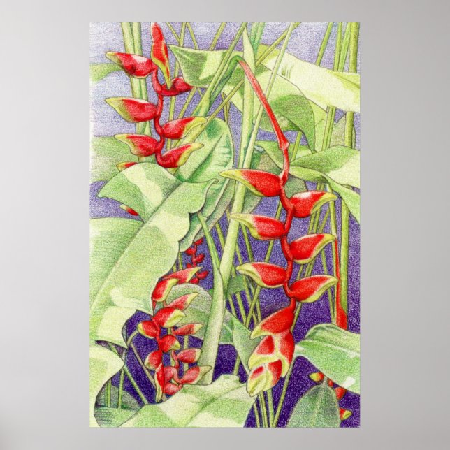 Heliconia Poster (Front)