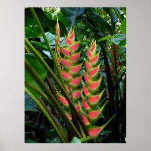Heliconia Poster