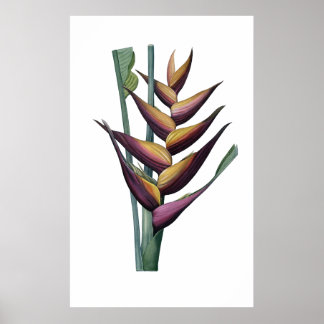 Heliconia PREMIUM QUALITY print