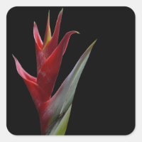 Heliconia