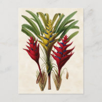 Heliconia Vintage Botanical