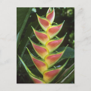 Heliconias, Heliconia walkeriana), La Selva Postcard