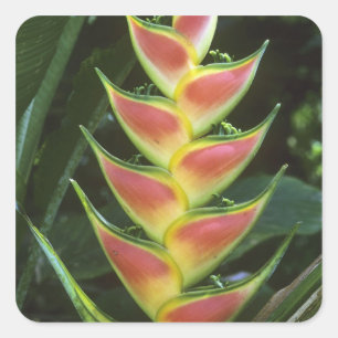 Heliconias, Heliconia walkeriana), La Selva Square Sticker
