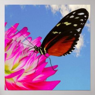 Heliconius hecate butterfly on a pink Dahlia  Poster