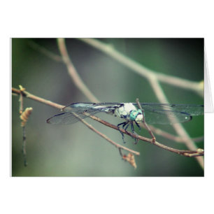 Helicopter Pilot Dragon Fly