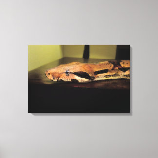 Helix, Boa constrictor imperator Canvas Print