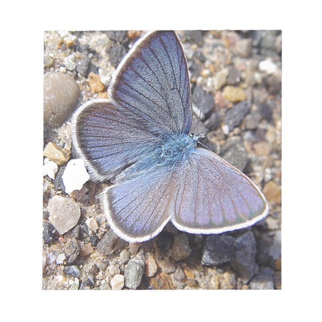 Hellblauer Schmetterling Notepad (Front)
