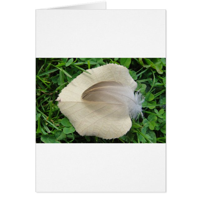 Hellbraune Feder auf hellbeigem Blatt (Front)