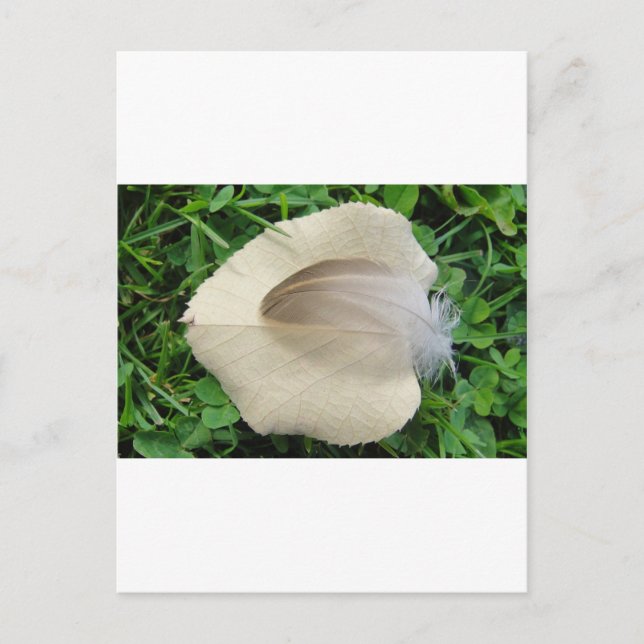 Hellbraune Feder auf hellbeigem Blatt Postcard (Front)