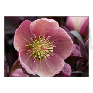 Hellebore