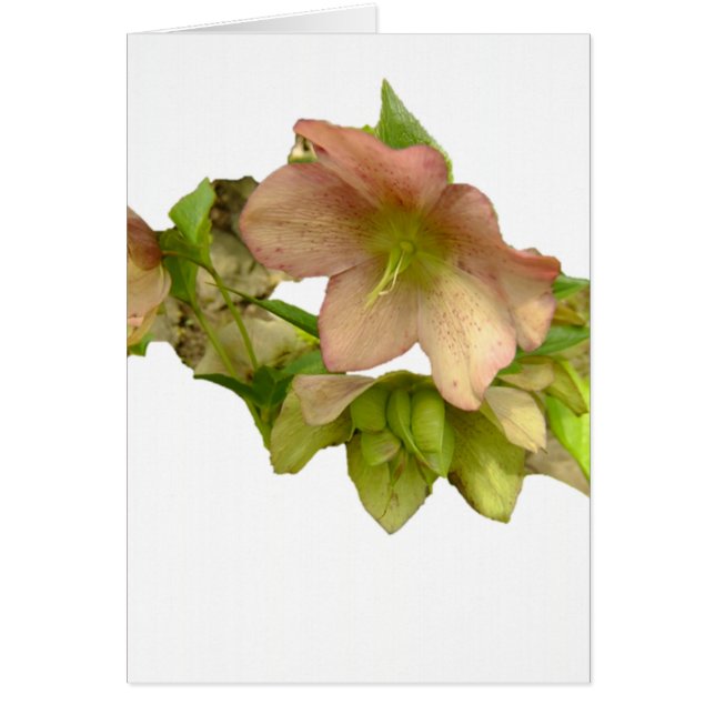Hellebore 1 (Front)