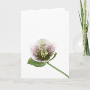 Hellebore blank greetings card