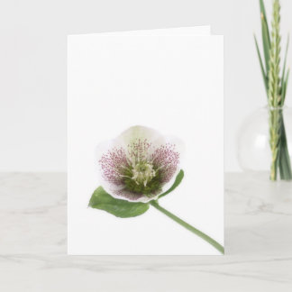 Hellebore blank greetings card