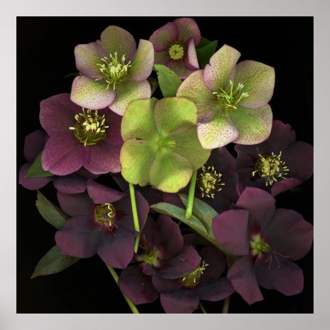 Hellebore Botanical Fine Art Print Poster (Front)