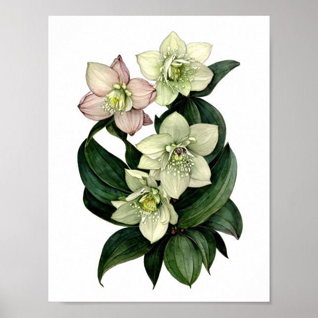 Hellebore botanical print (Front)