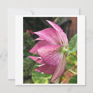 Hellebore / Christmas Rose card