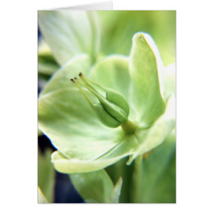 Hellebore (green)
