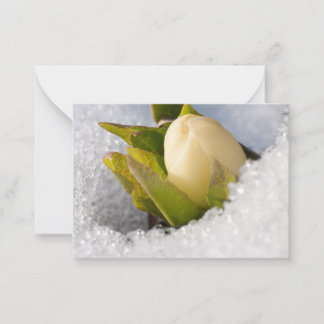 Hellebore growing through the snow, card