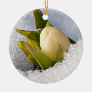 Hellebore growing through the snow, ceramic tree decoration