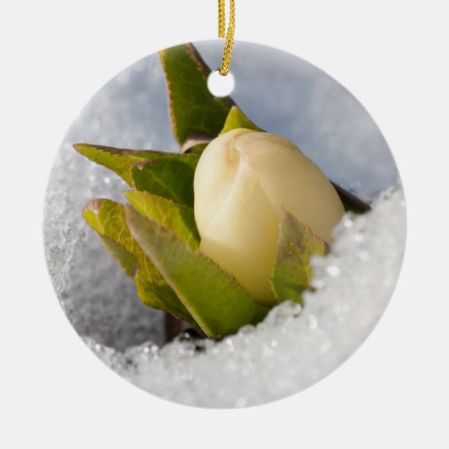 Hellebore growing through the snow, ceramic tree decoration (Front)