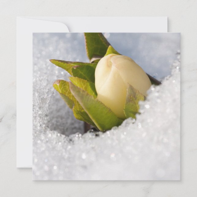 Hellebore growing through the snow, invitation (Front)