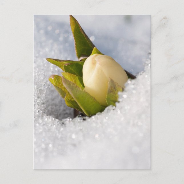 Hellebore growing through the snow, postcard (Front)