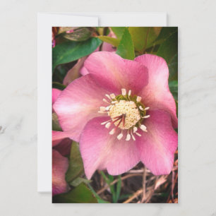 Hellebore Spring Flower Blank Card