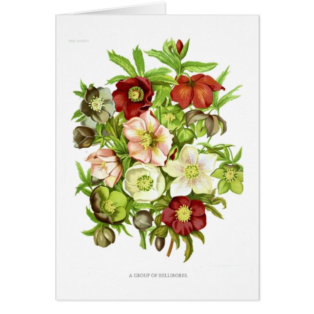 Hellebores (Front)