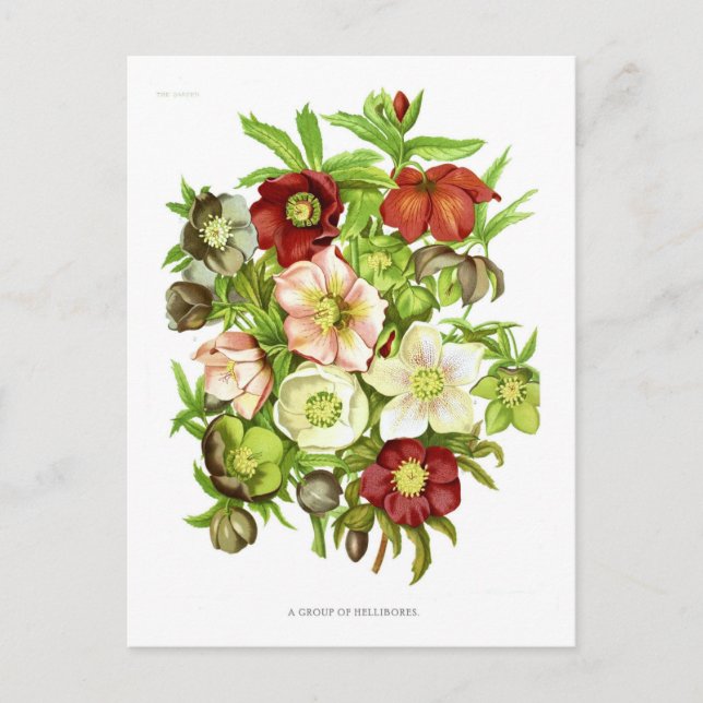 Hellebores Postcard (Front)