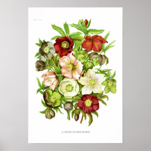 Hellebores Poster