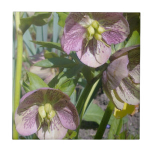 Hellebores Tile