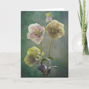 Helleborus card