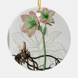 Helleborus Niger from 'Phytographie Medicale' by J Ceramic Tree Decoration