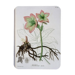 Helleborus Niger from 'Phytographie Medicale' by J Magnet