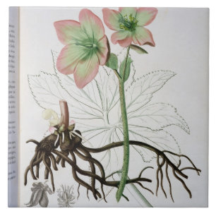 Helleborus Niger from 'Phytographie Medicale' by J Tile