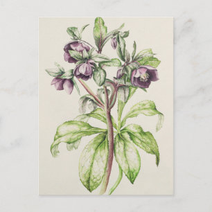 Helleborus Orientalis from Helen Ballard Postcard