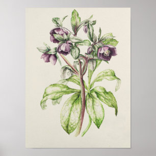 Helleborus Orientalis from Helen Ballard Poster