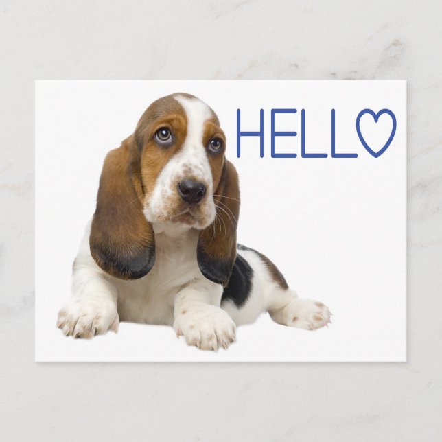Hello Basset Hound Puppy Dog Blue Thinking of You Postcard (Front)