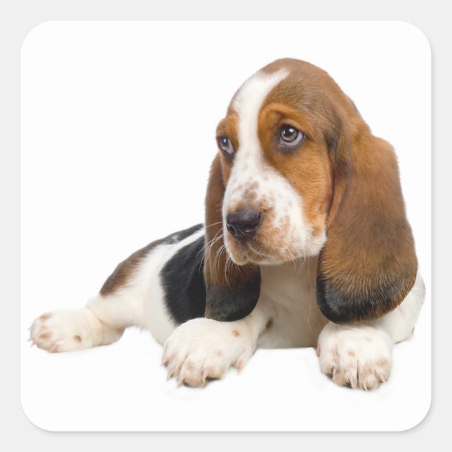 Hello Basset Hound Puppy Dog Sticker / Label (Front)