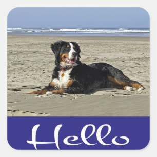 Hello Bernese Mountain Puppy Dog Sticker / Seal