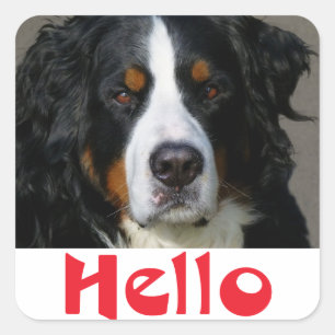 Hello Bernese Mountain Puppy Dog Sticker / Seal