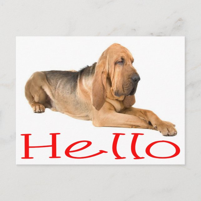 Hello Bloodhound Puppy Dog Greeting Post Card (Front)